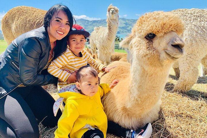 Family friendly alpacas